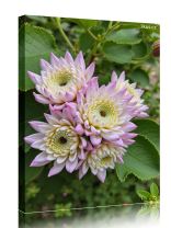 Obraz - plakát 7_250520d_00047a.jpg 